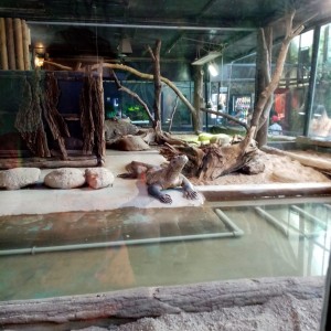 Svišti v ZOO Brno