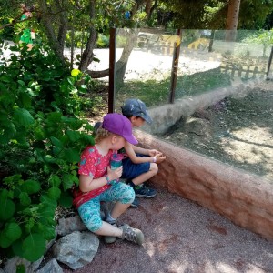 Svišti v ZOO Brno