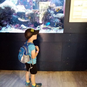 Svišti v ZOO Brno