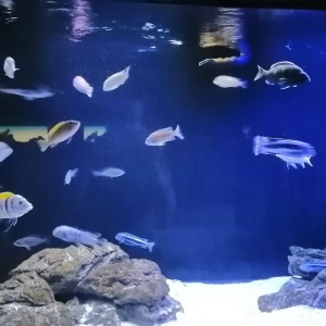 Soví výprava do Papilonie a do okolí Špilberku