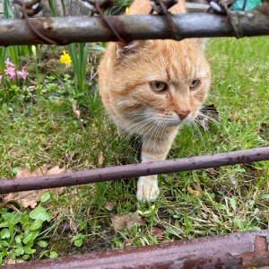 Úklid Hukvald a Vítání jara za zvuku rally