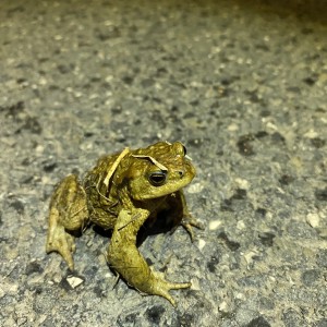 Úklid Hukvald a Vítání jara za zvuku rally