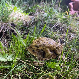Úklid Hukvald a Vítání jara za zvuku rally