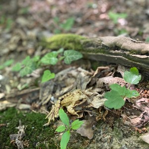 Květnová oddílovka Lišek a Kocourů