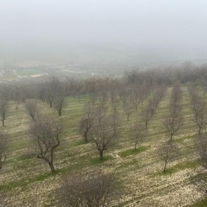 Lasičky v Hustopečích