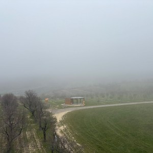 Lasičky v Hustopečích