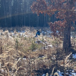 Havrani na divokém západě