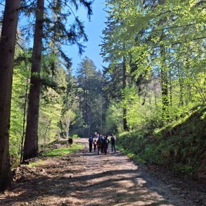 Ivančena 2025 - Pandy, Kocouři, Sokoli