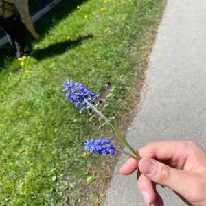 Ivančena 2025 - Pandy, Kocouři, Sokoli