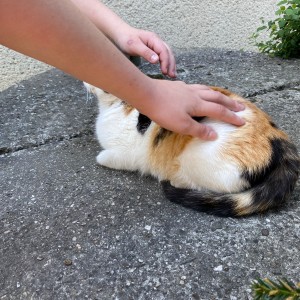 Ivančena 2025 - Pandy, Kocouři, Sokoli