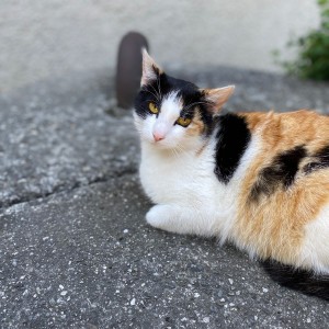 Ivančena 2025 - Pandy, Kocouři, Sokoli