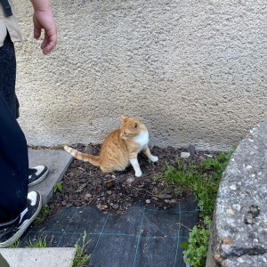 Ivančena 2025 - Pandy, Kocouři, Sokoli