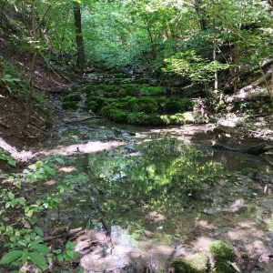 Kobří putování po Českém krasu