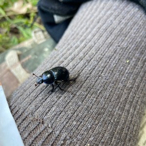 Kudlančí puťák Bílými Karpaty