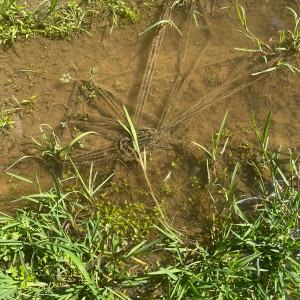 Kudlančí puťák Bílými Karpaty