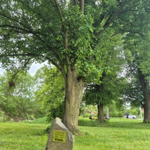 Liščí výprava na Bečvu