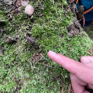 Kudlanko-Sršní puťák přes Brdy