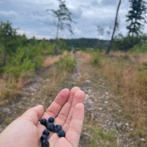 Kudlanko-Sršní puťák přes Brdy
