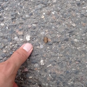 Kudlanko-Sršní puťák přes Brdy