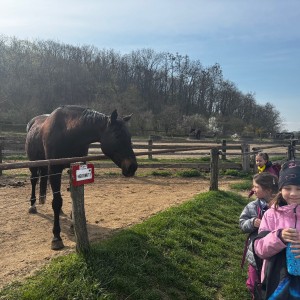 Rybky v Hustopečích