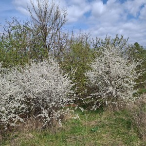 Soví výlet na Stránskou skálu a příprava na Svojsíkův závod