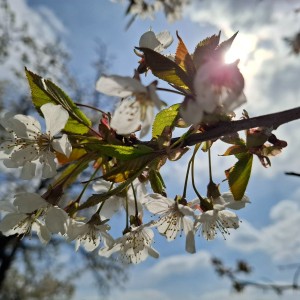 Soví výlet na Stránskou skálu a příprava na Svojsíkův závod