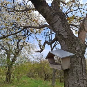 Soví výlet na Stránskou skálu a příprava na Svojsíkův závod