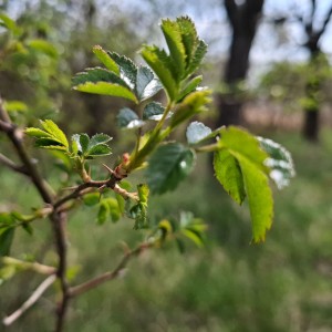Soví výlet na Stránskou skálu a příprava na Svojsíkův závod