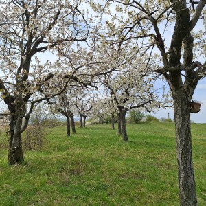 Soví výlet na Stránskou skálu a příprava na Svojsíkův závod