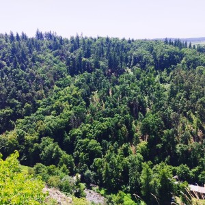 Sršní Ketkovák 2025