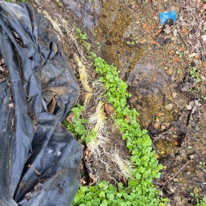 Ukliďme Hukvaldy a Potlach