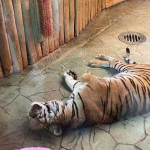 Výprava Vážek do ZOO Brno