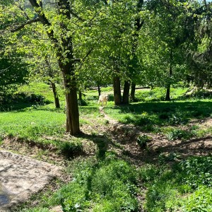 Výprava Vážek do ZOO Brno