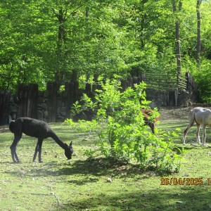 Výprava Vážek do ZOO Brno