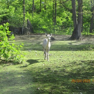 Výprava Vážek do ZOO Brno