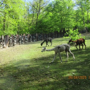 Výprava Vážek do ZOO Brno