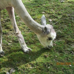 Výprava Vážek do ZOO Brno