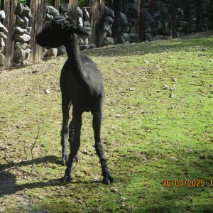 Výprava Vážek do ZOO Brno