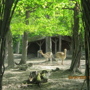 Výprava Vážek do ZOO Brno