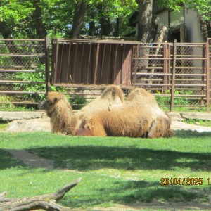 Výprava Vážek do ZOO Brno