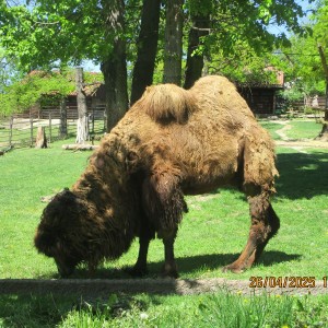 Výprava Vážek do ZOO Brno