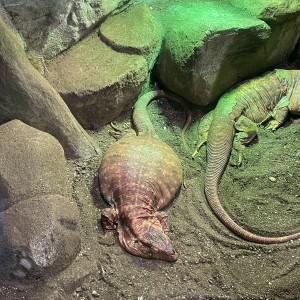 Výprava Vážek do ZOO Brno