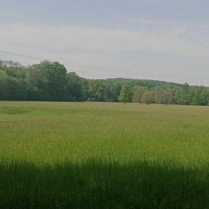 Vlčí výprava do Litovelského Pomoraví