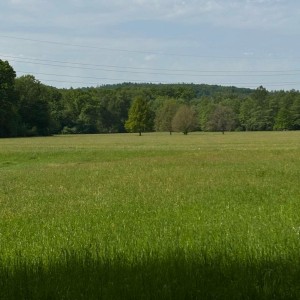 Vlčí výprava do Litovelského Pomoraví