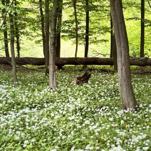 Vlčí výprava do Litovelského Pomoraví