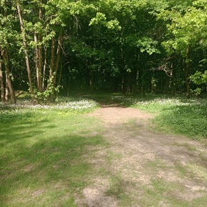 Vlčí výprava do Litovelského Pomoraví