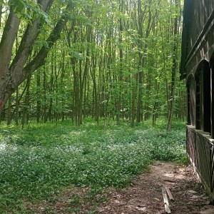 Vlčí výprava do Litovelského Pomoraví