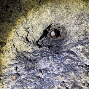 Kocouří, Sokolí a Pandí výprava do Šlapanic