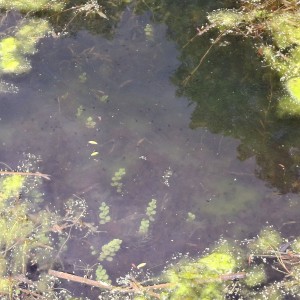 Nový Jičín - Pando-Sokolí výprava