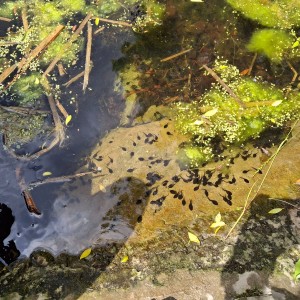 Nový Jičín - Pando-Sokolí výprava